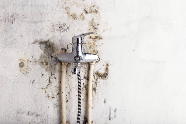 Best Emergency Mold Removal  in North Chicago, IL