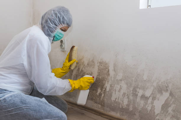 Best Toxic Mold Removal  in North Chicago, IL