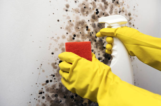 Best Mold Removal and Inspection  in North Chicago, IL
