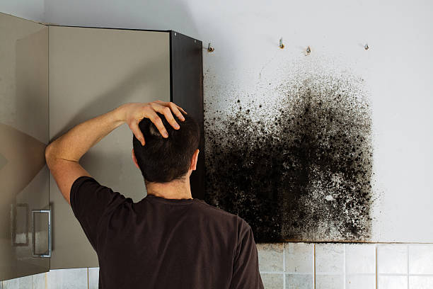Best Black Mold Removal  in North Chicago, IL
